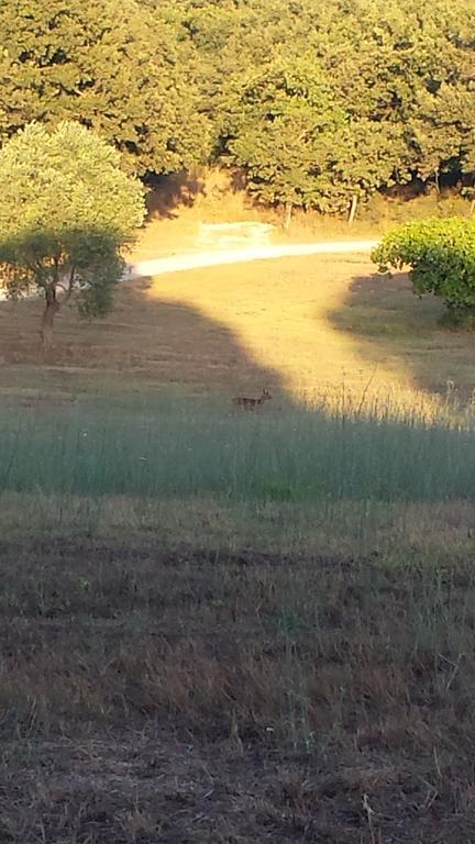 Agriturismo Bronzivalle Riotorto Εξωτερικό φωτογραφία